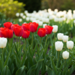 Sennik tulipany – co oznacza taki sen? Poznaj znaczenie i interpretacje